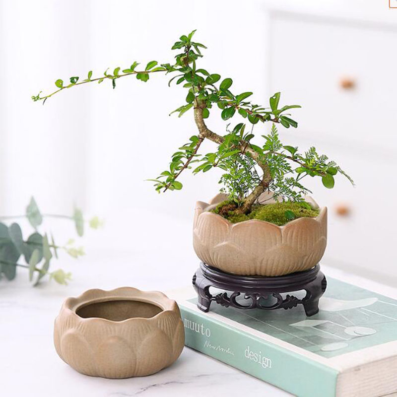 وعاء نبات لوتس من الفخار الخشن - مراجعة Bonsai Garden Art وسعره