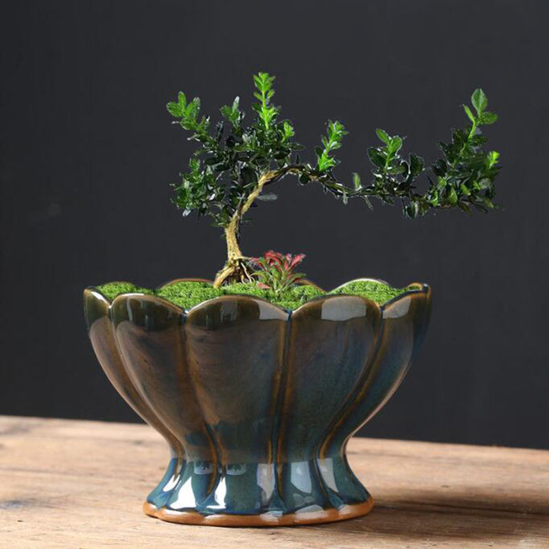إناء زهور مزجج بتأثير الفرن عل - مراجعة Bonsai Garden Art وسعره